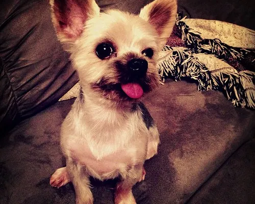 Yorkie sizes: teacup, standard and giant