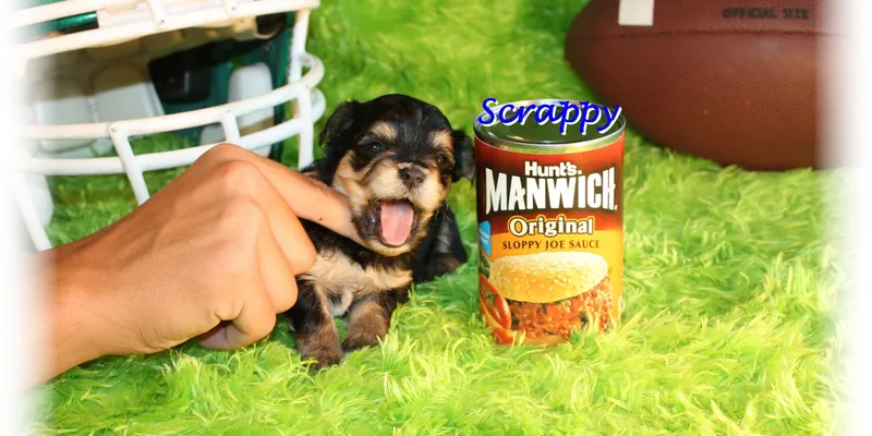 Teacup Yorkie: your complete guide