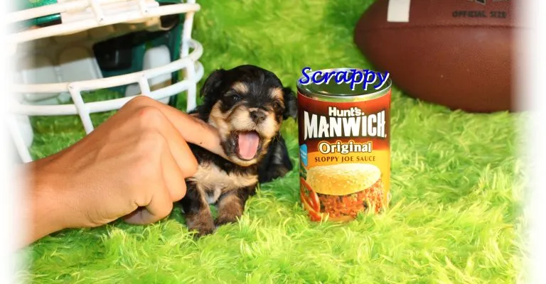 Yorkie puppies for sale in Wisconsin