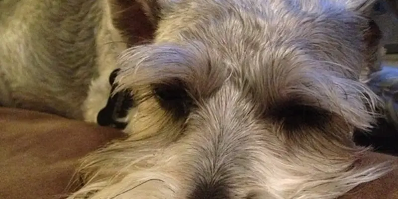 Yorkie puppies: cutest pictures and what to know