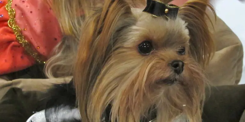 Good carriers for Yorkshire Terriers