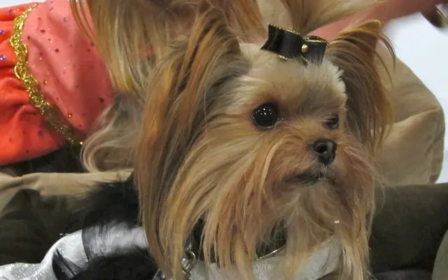 Teacup Yorkie: your complete guide