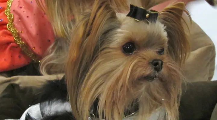 Yorkie puppies for sale in Wisconsin