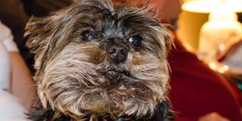 Yorkie puppies: cutest pictures and what to know
