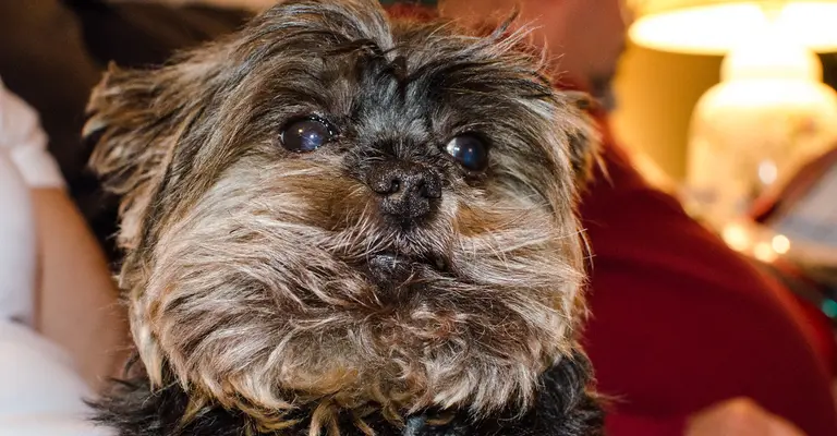 Yorkie sizes: teacup, standard and giant