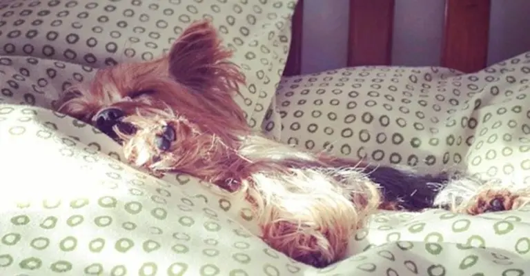 Yorkie sizes: teacup, standard and giant