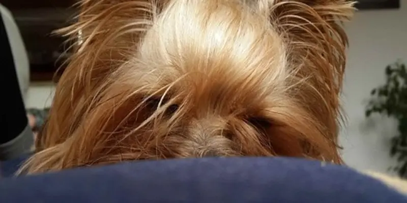 Teacup Yorkie: your complete guide