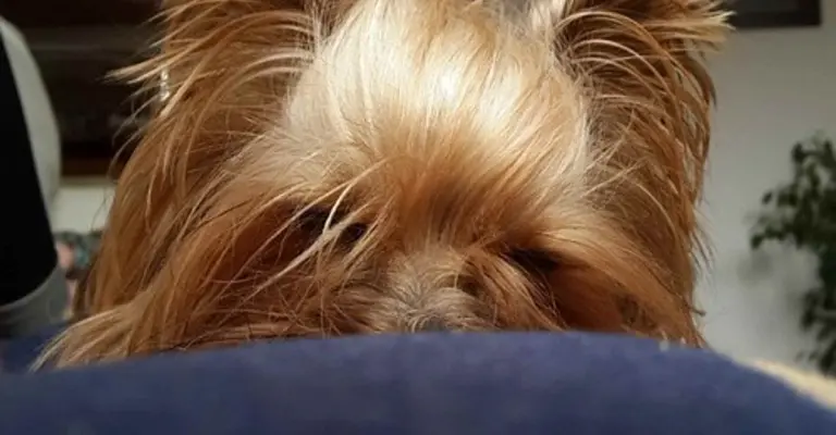 Yorkie sizes: teacup, standard and giant