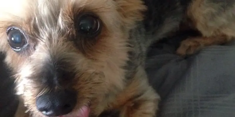 Yorkie sizes: teacup, standard and giant