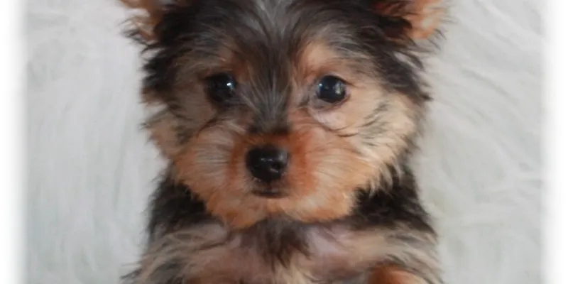Good carriers for Yorkshire Terriers
