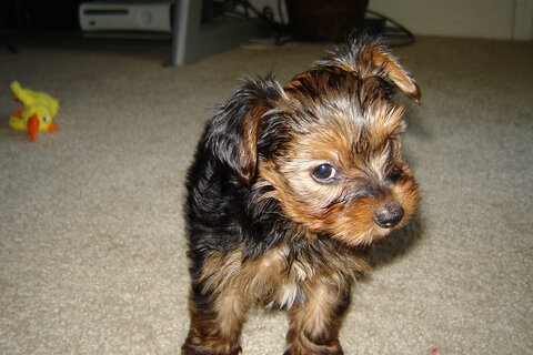 Yorkie sizes: teacup, standard and giant