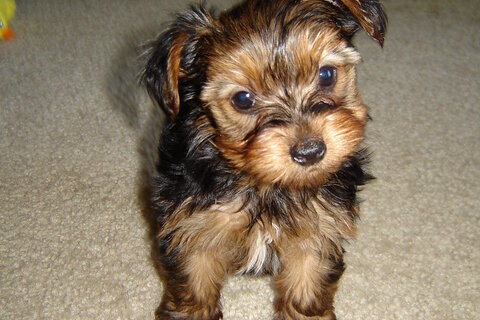 Good carriers for Yorkshire Terriers
