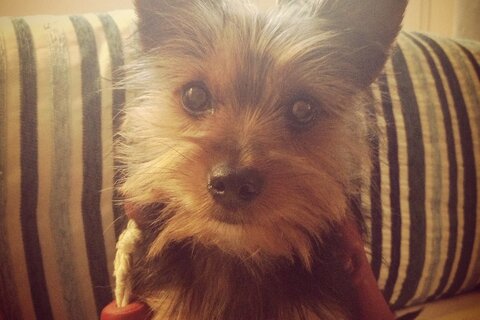 Yorkie puppies for sale in Wisconsin