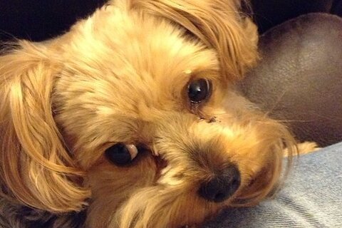 Good carriers for Yorkshire Terriers