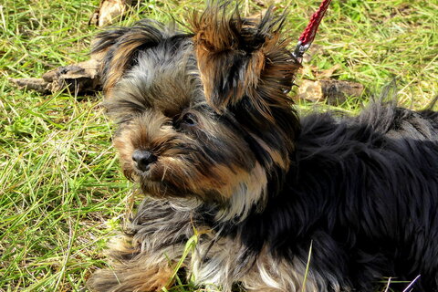 Teacup Yorkie: your complete guide