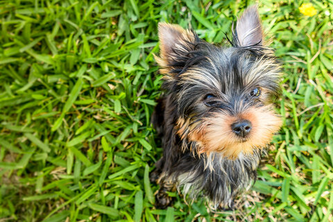 Yorkie puppies for sale in Wisconsin