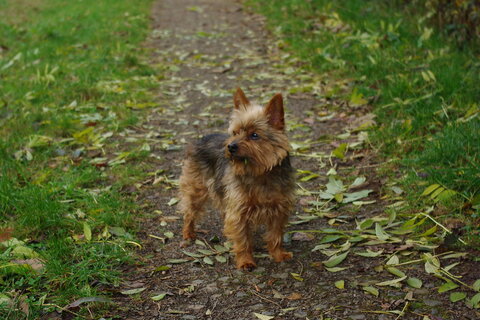 Yorkie puppies: cutest pictures and what to know