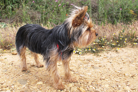 Yorkie sizes: teacup, standard and giant