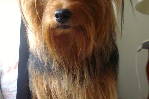 Yorkie puppies for sale in Wisconsin