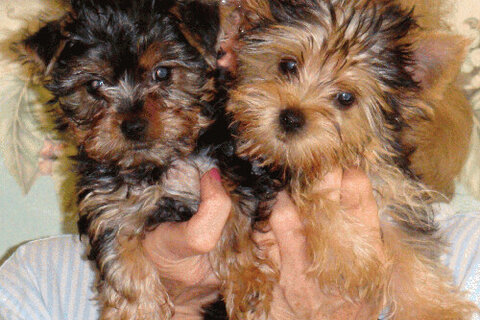 Yorkie sizes: teacup, standard and giant