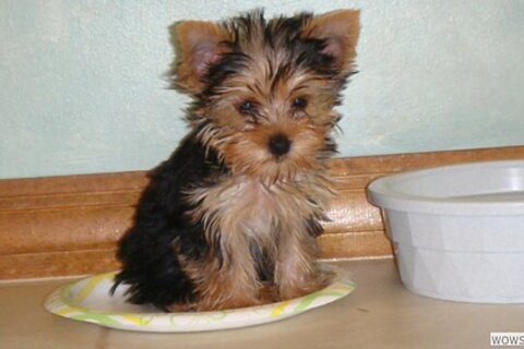 Yorkie puppies: cutest pictures and what to know