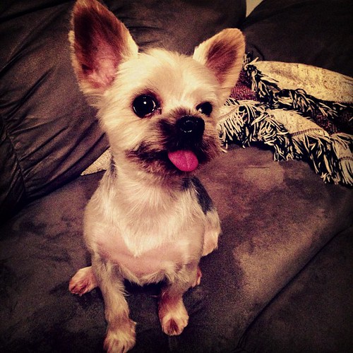 Yorkie puppies: cutest pictures and what to know