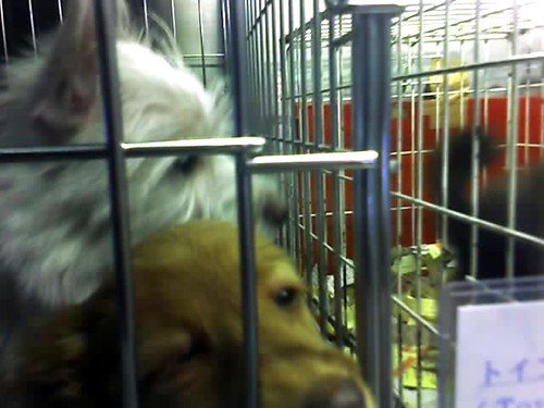 Good carriers for Yorkshire Terriers