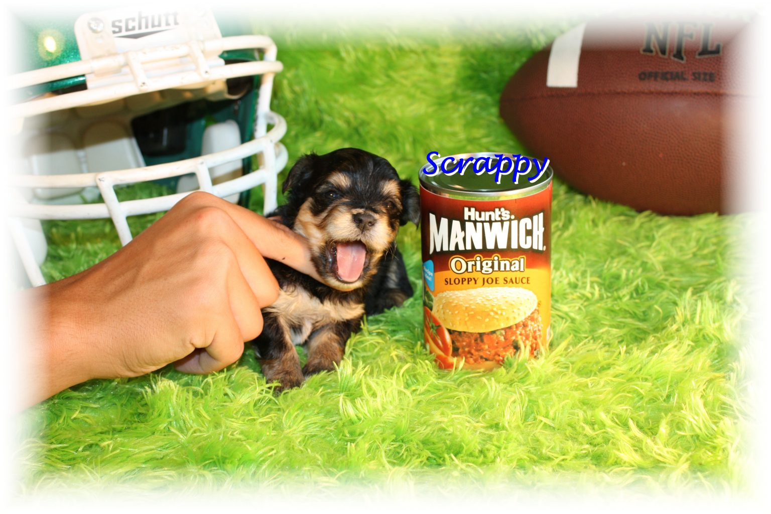 Yorkie sizes: teacup, standard and giant