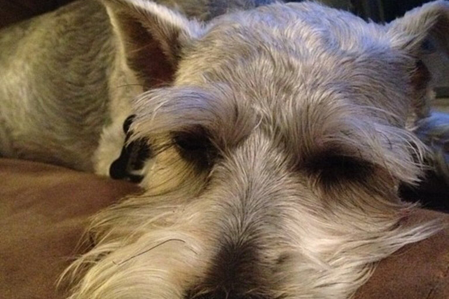 Teacup Yorkie: your complete guide