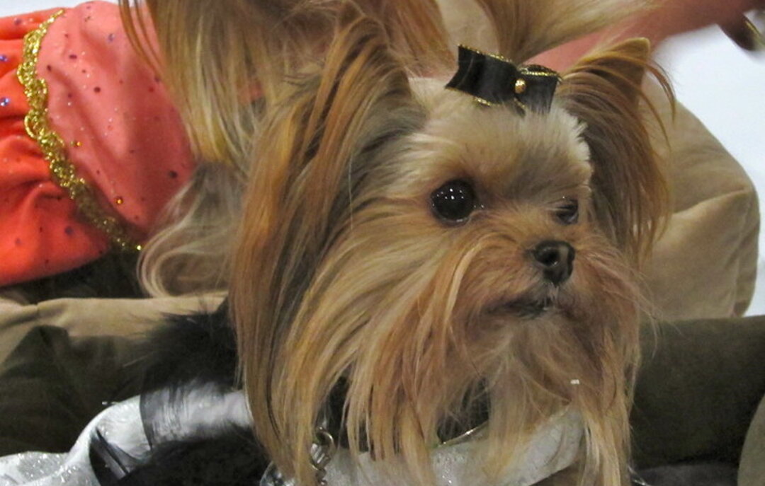 Good carriers for Yorkshire Terriers