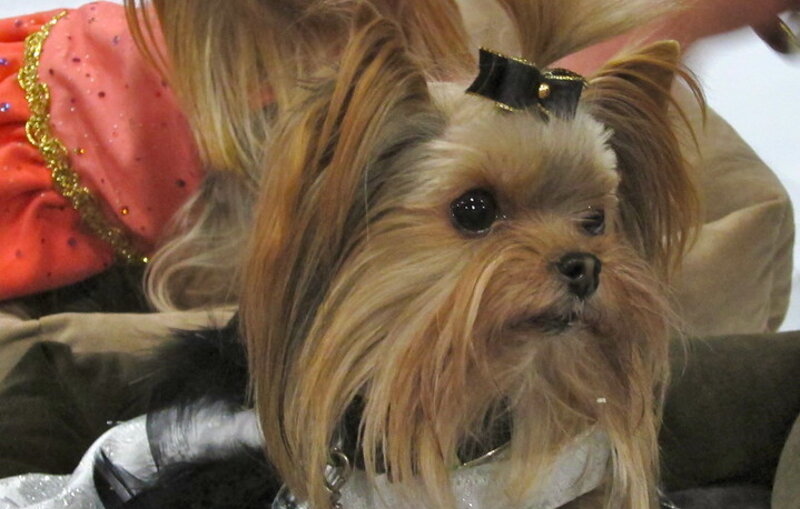 Yorkie puppies: cutest pictures and what to know