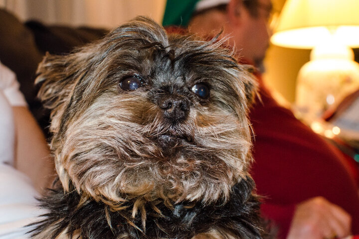 Good carriers for Yorkshire Terriers