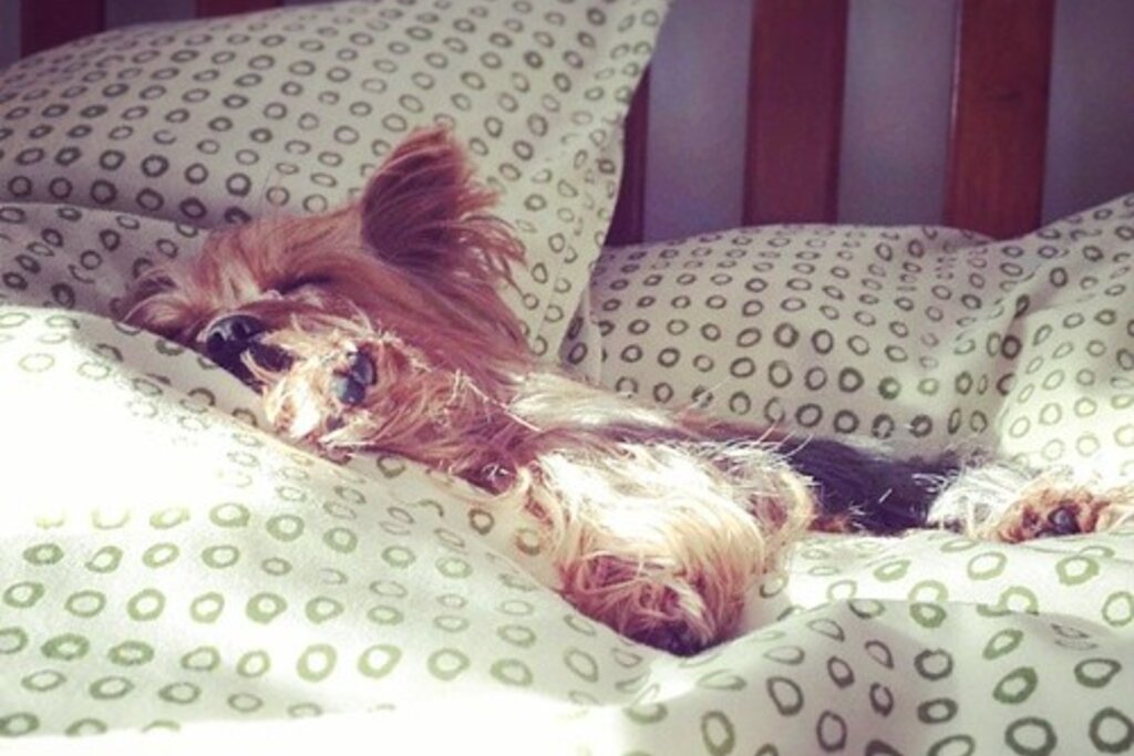 Yorkie puppies for sale in Wisconsin