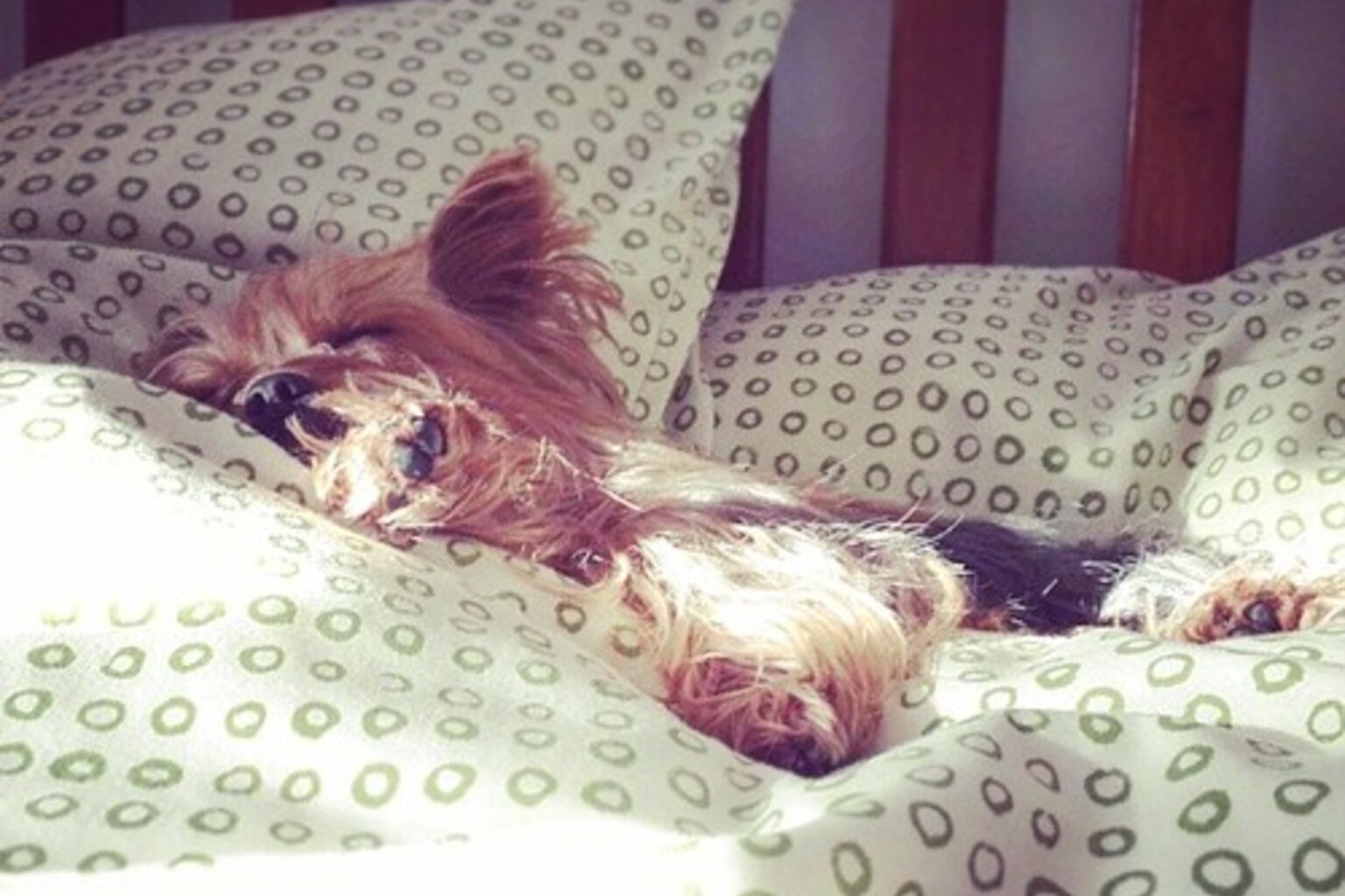 Good carriers for Yorkshire Terriers