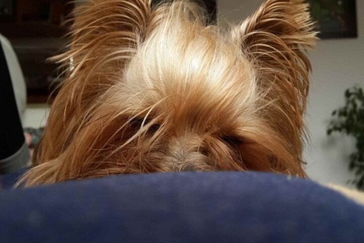 Yorkie puppies: cutest pictures and what to know