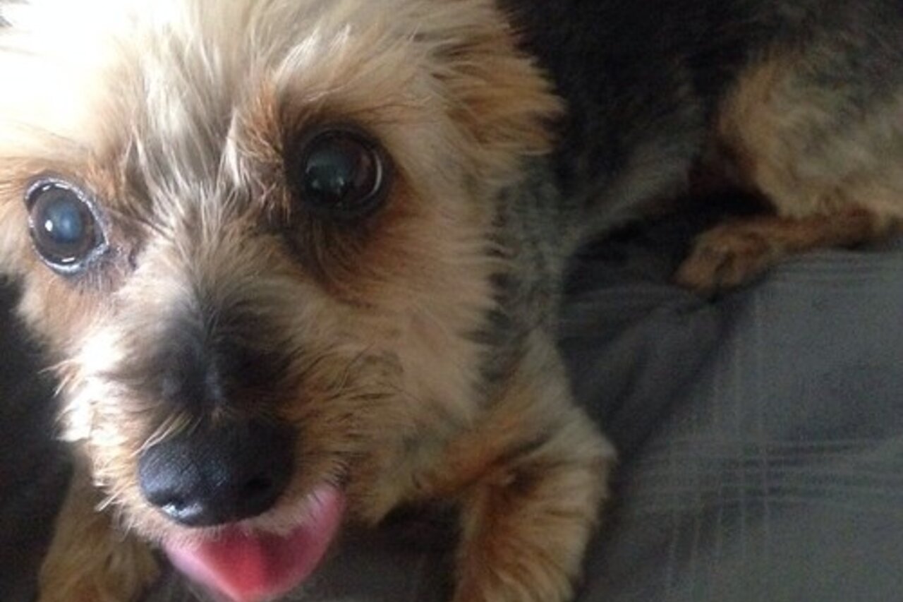 Teacup Yorkie: your complete guide