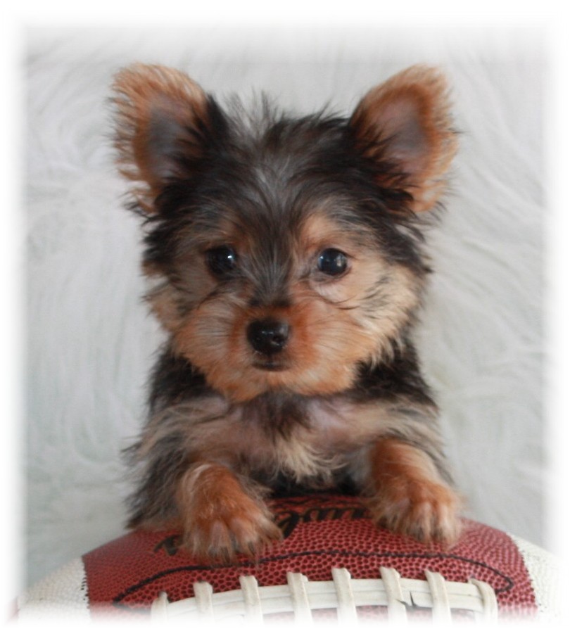 Teacup Yorkie: your complete guide