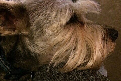 Yorkie sizes: teacup, standard and giant