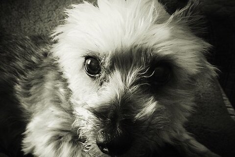 Good carriers for Yorkshire Terriers