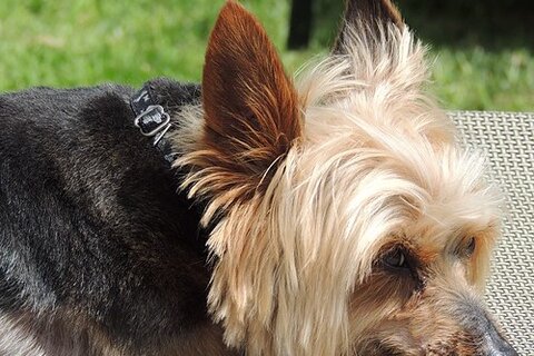 Teacup Yorkie: your complete guide