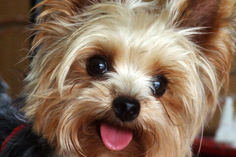 Yorkie puppies: cutest pictures and what to know