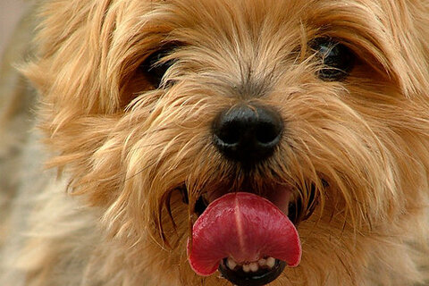 Yorkie sizes: teacup, standard and giant