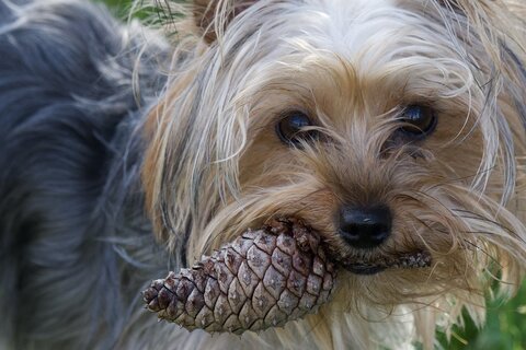 Good carriers for Yorkshire Terriers